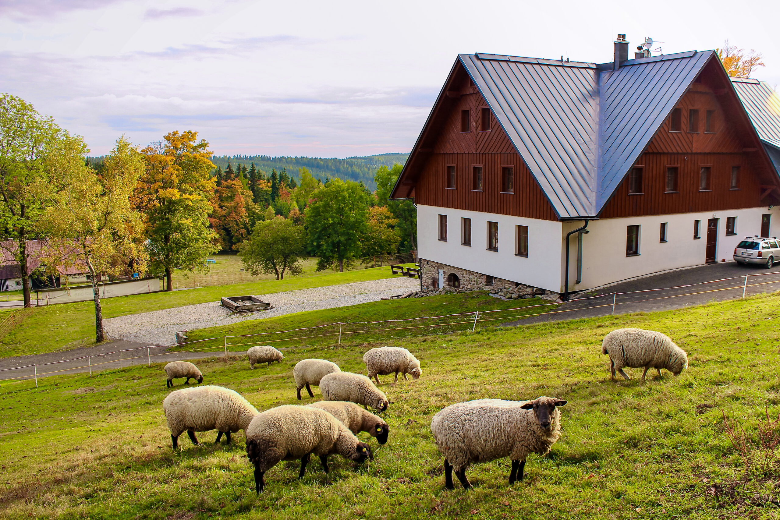 Penzion Hájenka - ovečky na stráni